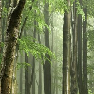 Hospodaření v lesích