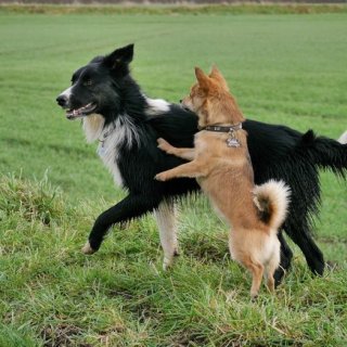 Agility VM - Dogfrisbee