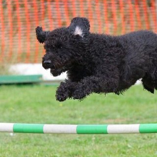 Agility teoretický seminář se Zuzkou Svobodovou