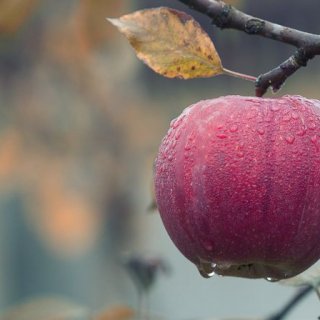 Zahájení prodeje ovocných dřevin - zrušeno