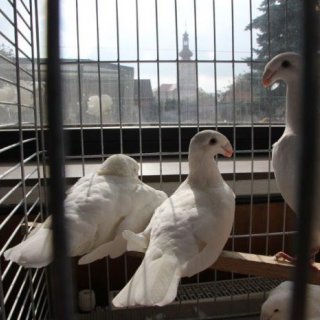 Výstava Vysočiny aneb Souboj okresů kraje Vysočina