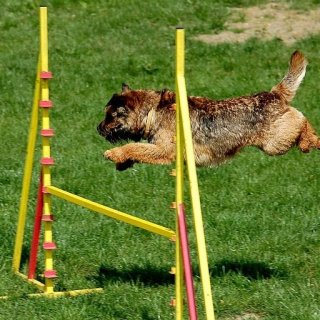 Kurzy agility